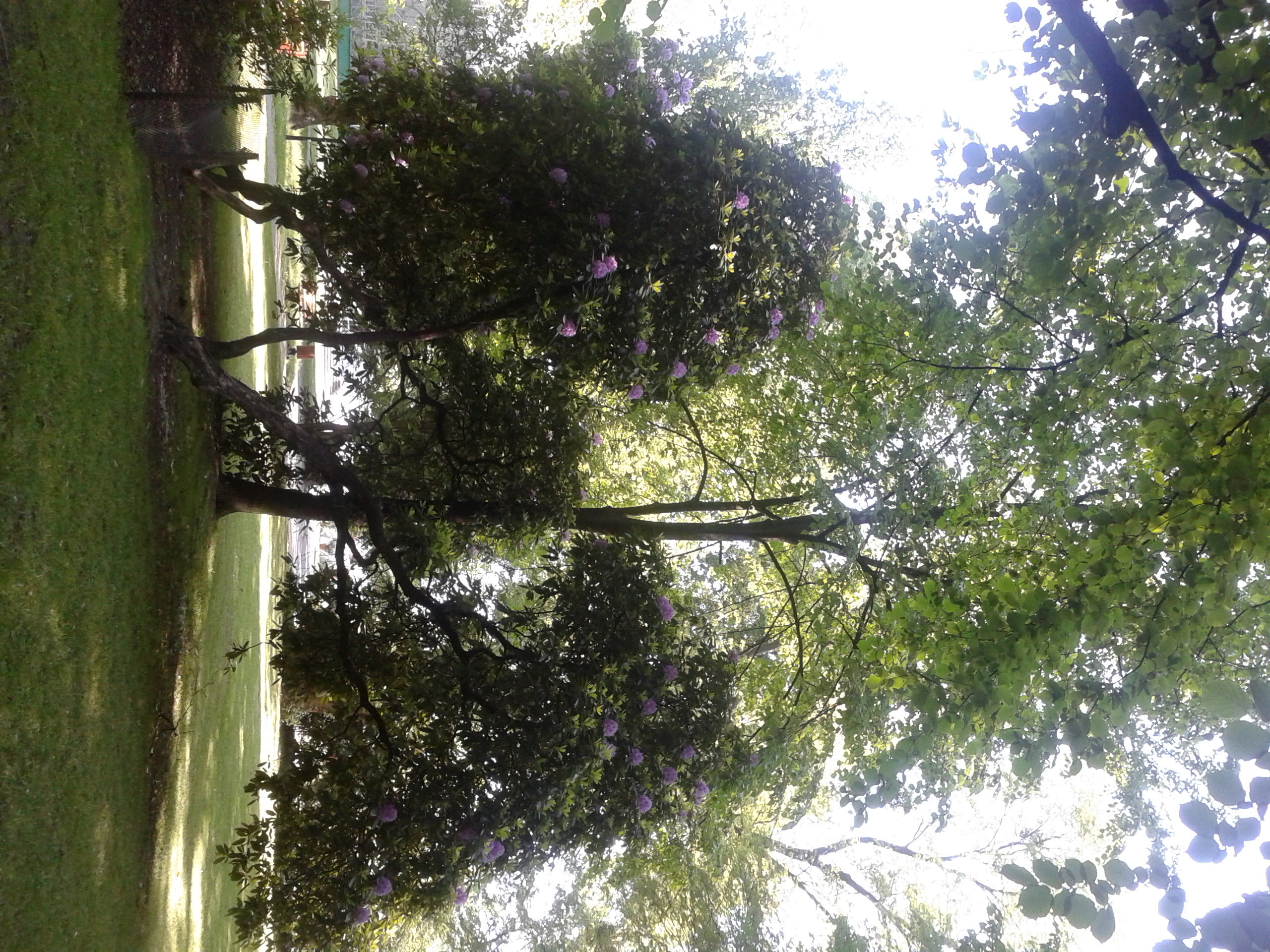 RODODENDRONY
PRZY PALMIARNI