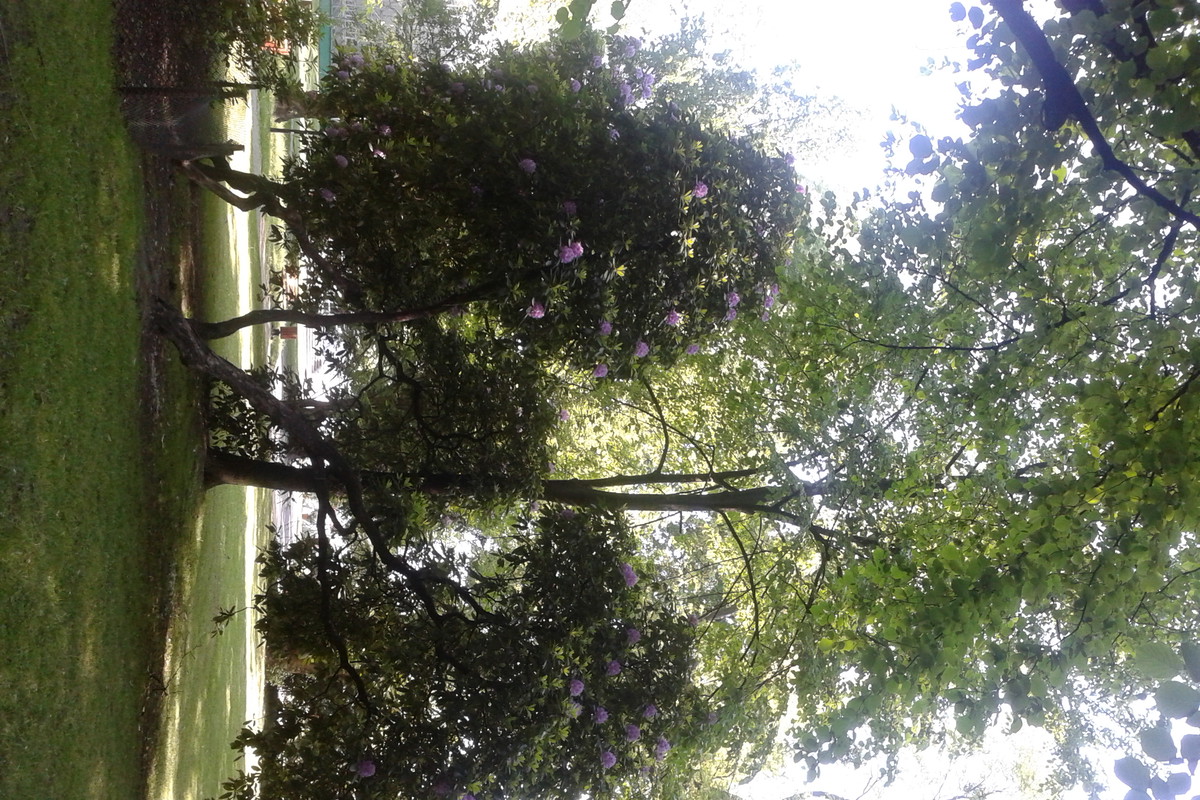 RODODENDRONY
PRZY PALMIARNI