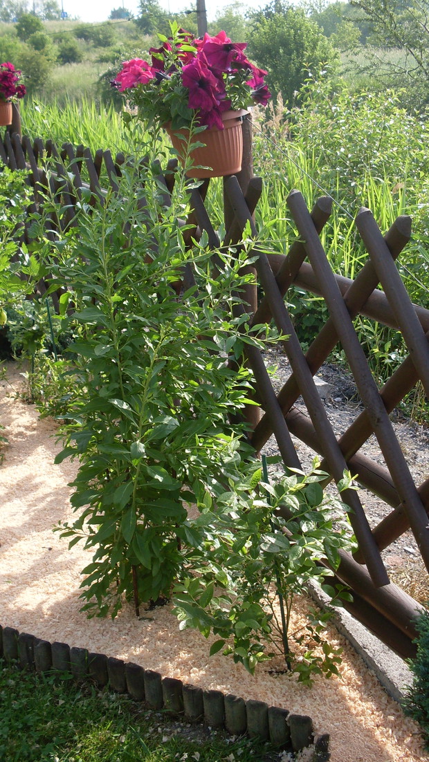 Rollerborder w najbliższym czasie szykuje się do wymiany 