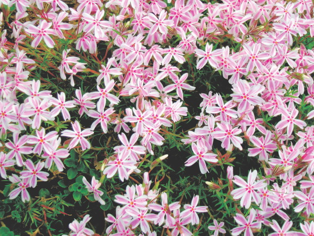 Roślina idealnie nadaje się do nasadzeń skalnych.