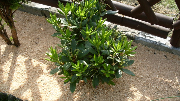 Różanecznik czyli  Azalia  (łac. Rhododendron)