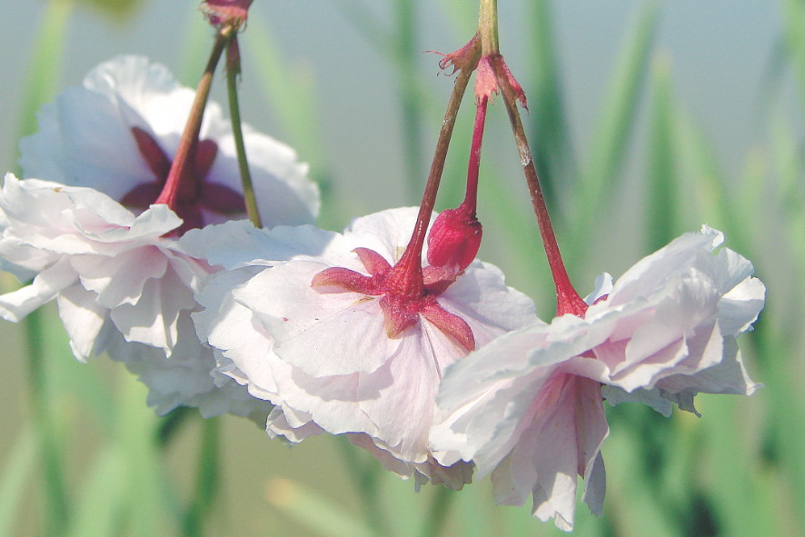 'Shirofugen' kwitnie nieco później niż inne wiśnie piłkowane. Do połowy czerwca zachwyca pełnymi kwiatami na długich szypułkach.
