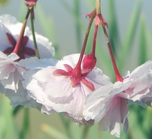 'Shirofugen' kwitnie nieco później niż inne wiśnie piłkowane. Do połowy czerwca zachwyca pełnymi kwiatami na długich szypułkach.