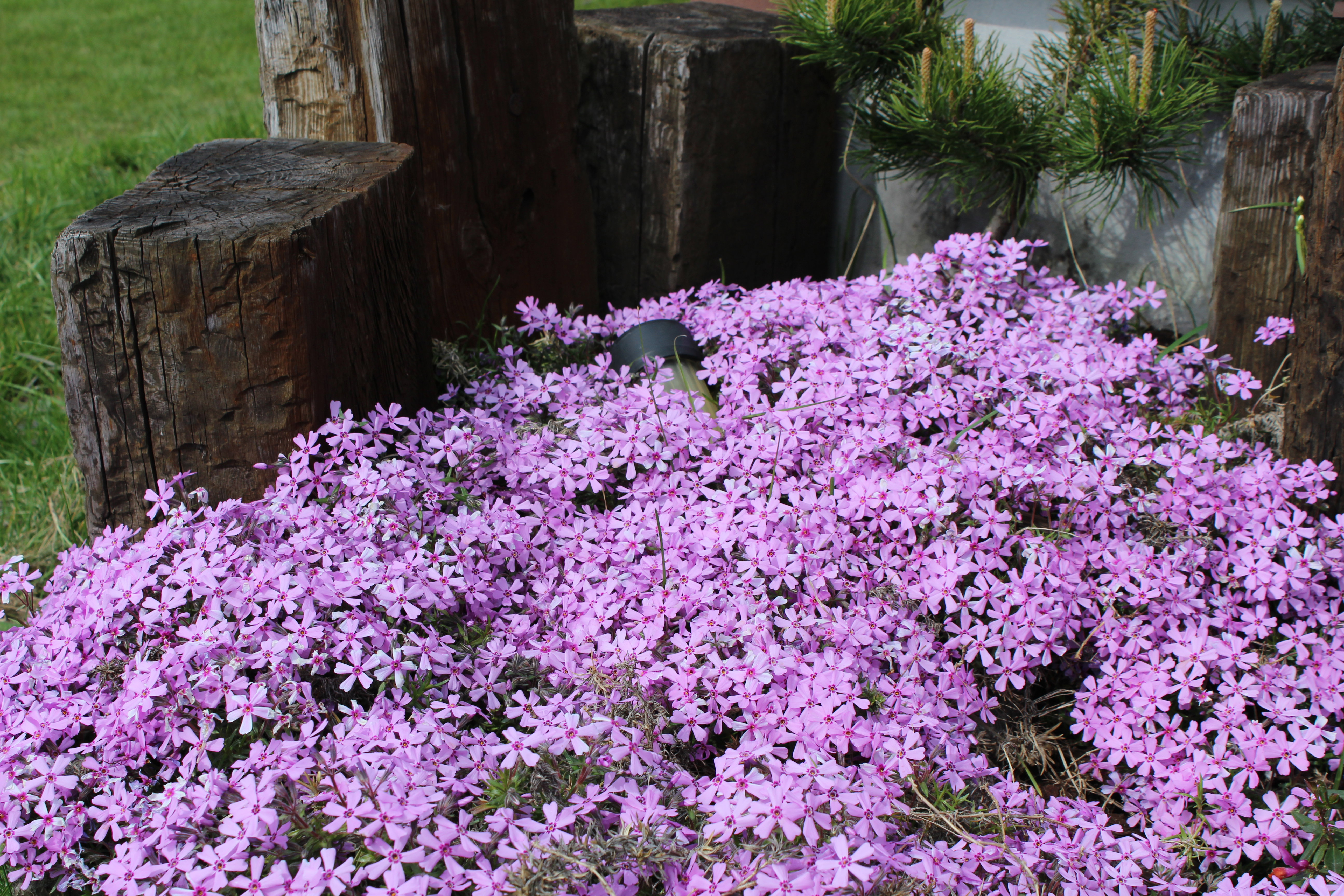 skalniak na wiosnę wybucha kolorami