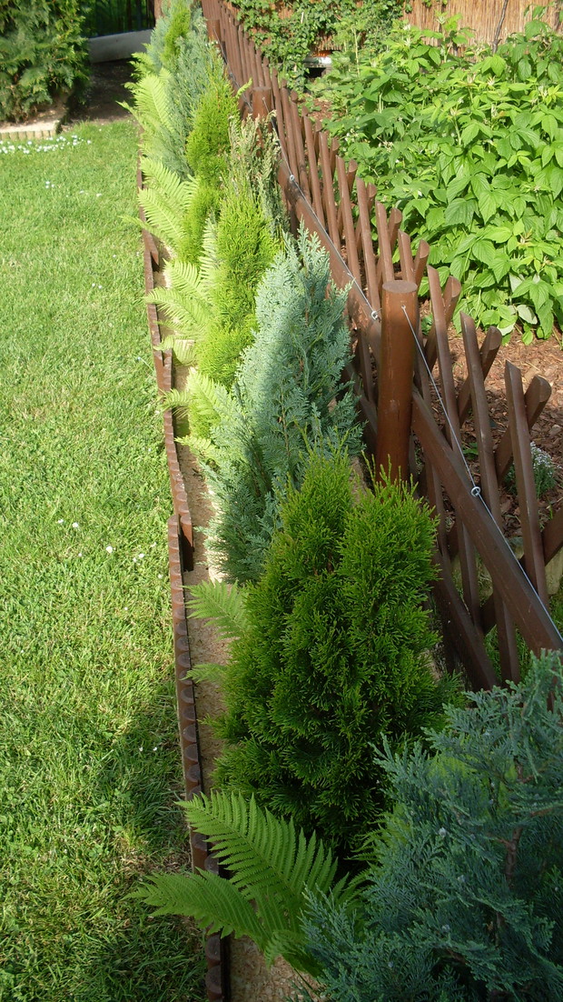 Strona północna z ogrodzeniem widoczne żywotniki w dwu kolorowej tonacji a pomiędzy nimi posadzone są paprocie 