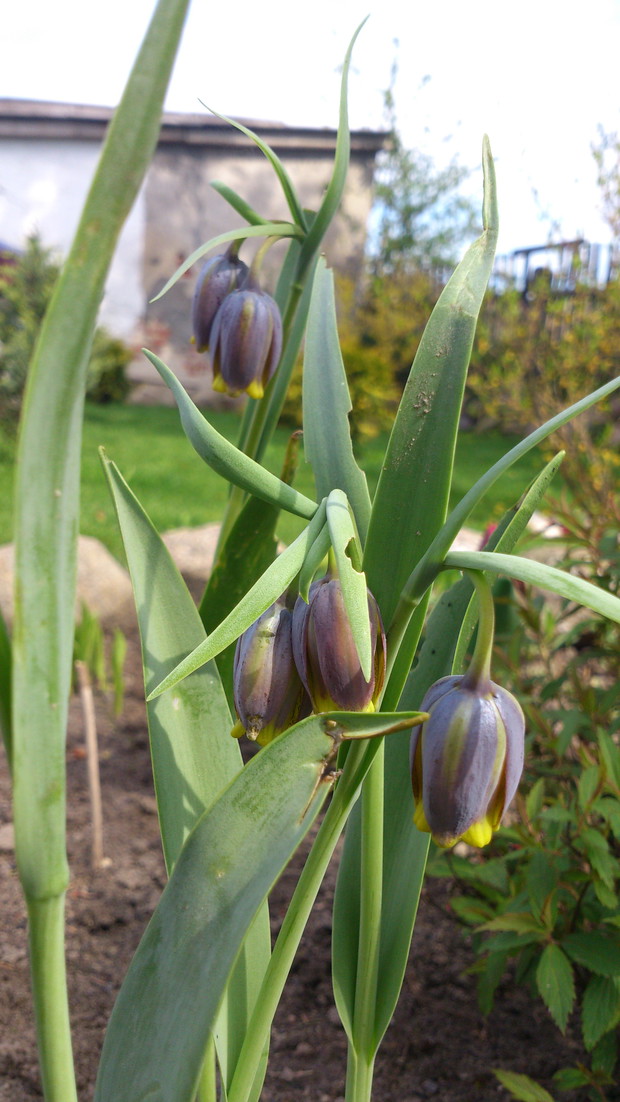 szachownica michałowskiego