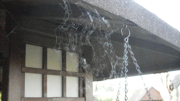 Tacy goście są mile widziani w ogrodzie