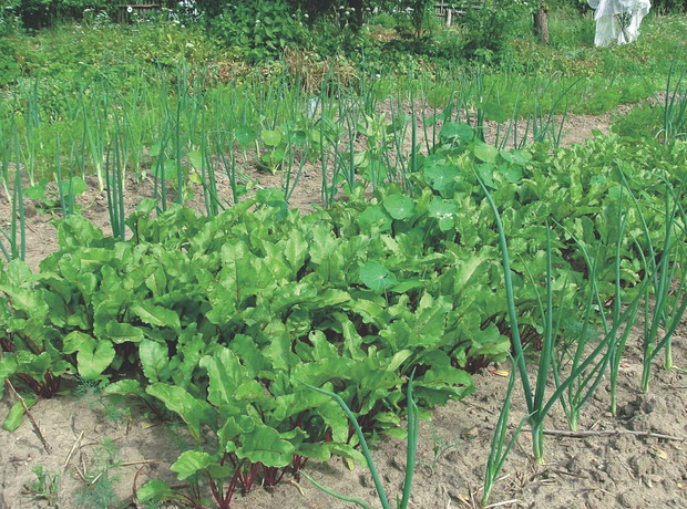 Teraz już niczym niezagrożone warzywa dają obfite plony.