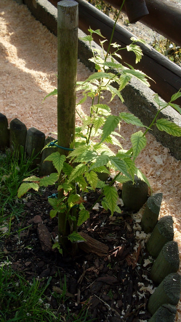 Tu znalazł swoje miejsce krzew złotlinu  (lac.Kerria japonica) -  zwana japońską różą o żóltej barwie kwiatów,czeka na swój czas