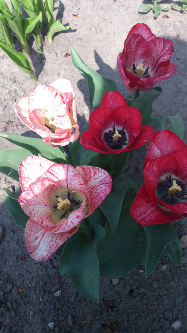 tulipany
