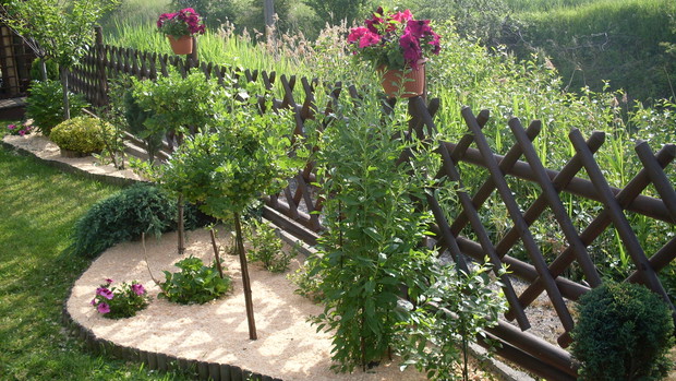 Tutaj mamy na lewo agrest  w środku - krzew goji prawidłowa nazwa to kolcowój chiński (łac.Lycium chinense)  a kolejna na prawo to borówka (łac.Voccinium corymbosum )
