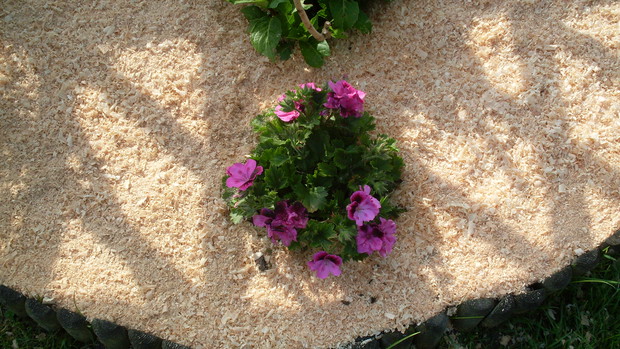 W całej rabacienie nie zabrakło też pelargonii