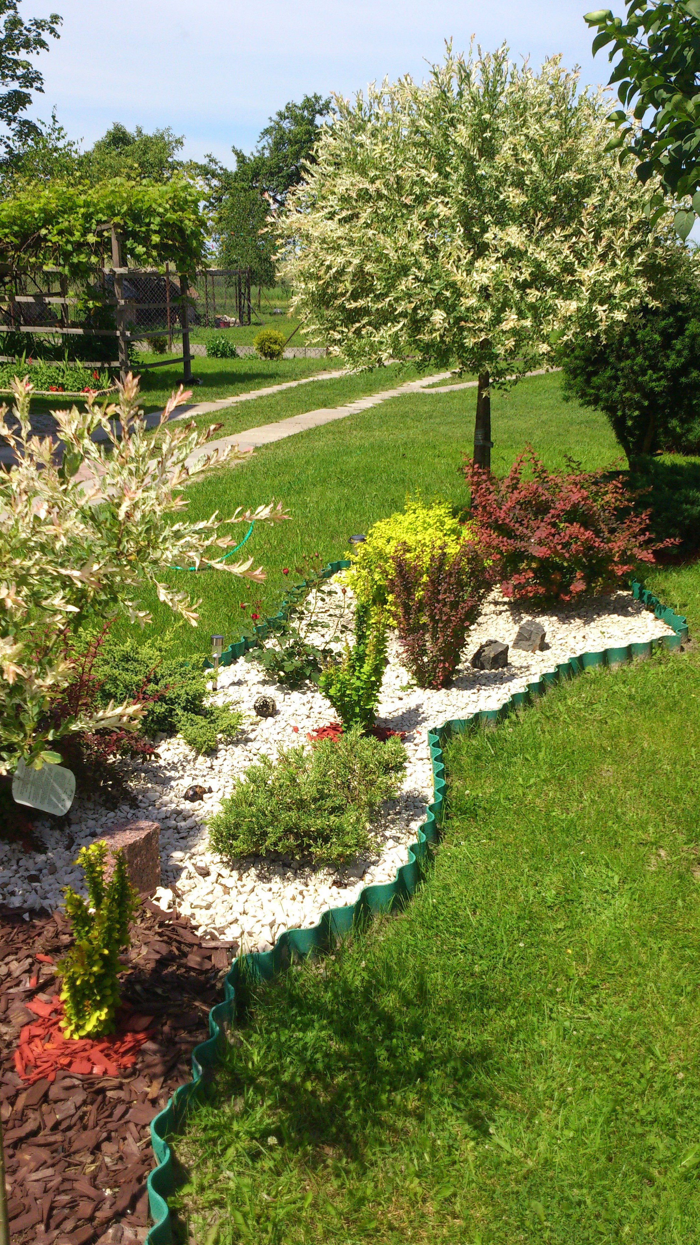 wierzba hakuro w towarzystwie berberysów.