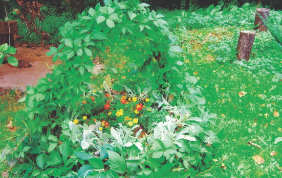 Winny koszyczek dobrze wygląda w kompozycji z aksamitkami i czyśćcem wełnistym.