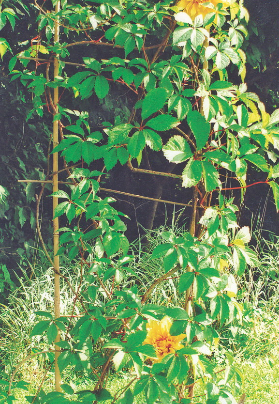 Winobluszcz dobrze rośnie na słonecznych stanowiskach.