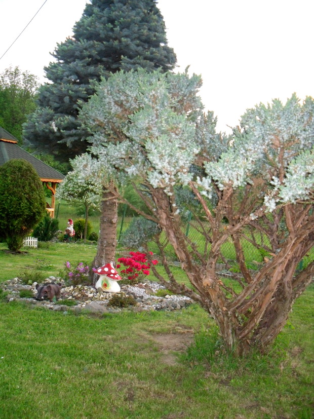 Wrzosowisko założone w jesieni :) czekam aż się zapełni