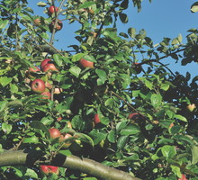 Wybierając odmianę jabłoni nie kierujemy się tylko smakiem. Ważne jest także, aby była odporna na mróz i choroby.
