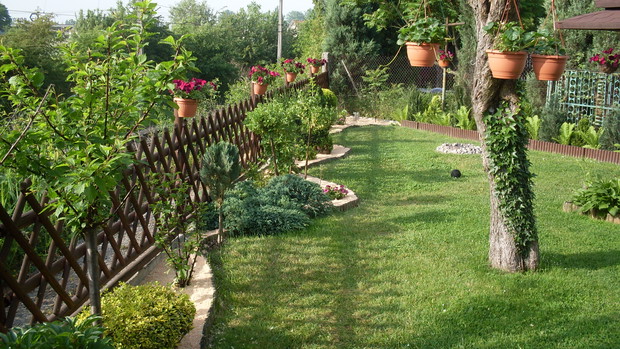 Wymiary ogrodu może no nie powalają ta fotka to doskonale pokazuje ale mimo to postawiłem ogrodzenie z typowym płotkiem myśliwskim a na pierwszym planie rośnie migdałowiec trójklapowy (łac. Prunus triloba)  za nim trzmielina (łac.Eounus fortunei)