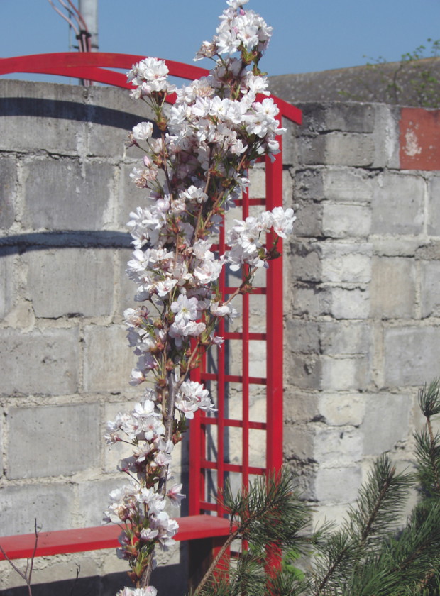 Zaletą ozdobnej wiśni 'Amanogawa' są duże kwiaty długo utrzymujące się na pędach.