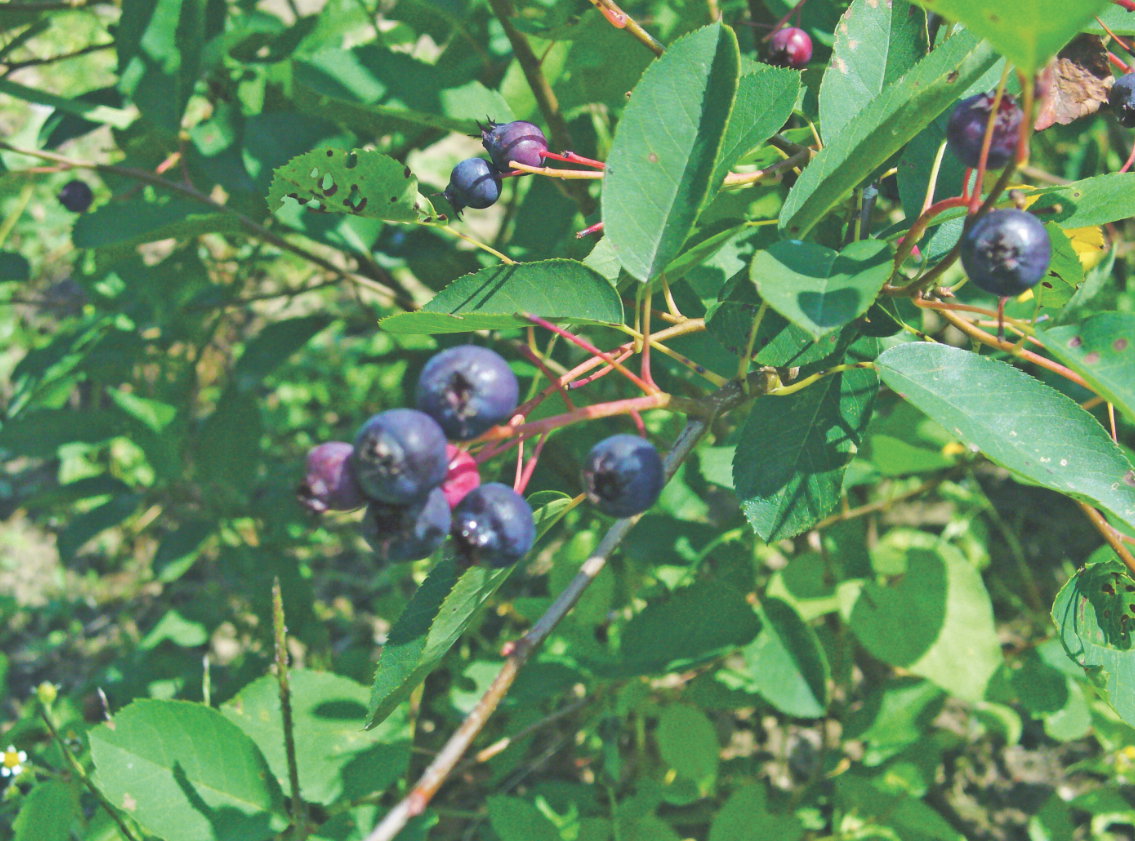 Zawarte w owocach składniki poprawiają wzrok, wygląd skóry i zapobiegają chorobom cywilizacyjnym.