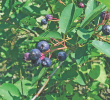 Zawarte w owocach składniki poprawiają wzrok, wygląd skóry i zapobiegają chorobom cywilizacyjnym.
