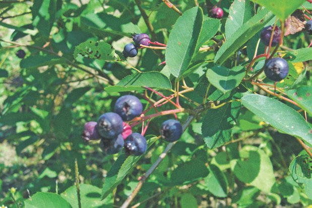 Zawarte w owocach składniki poprawiają wzrok, wygląd skóry i zapobiegają chorobom cywilizacyjnym.
