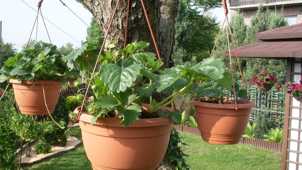 Zbliżenie na donice z krzewami  truskawek ale na owoce trzeba jeszcze chwilę poczekać