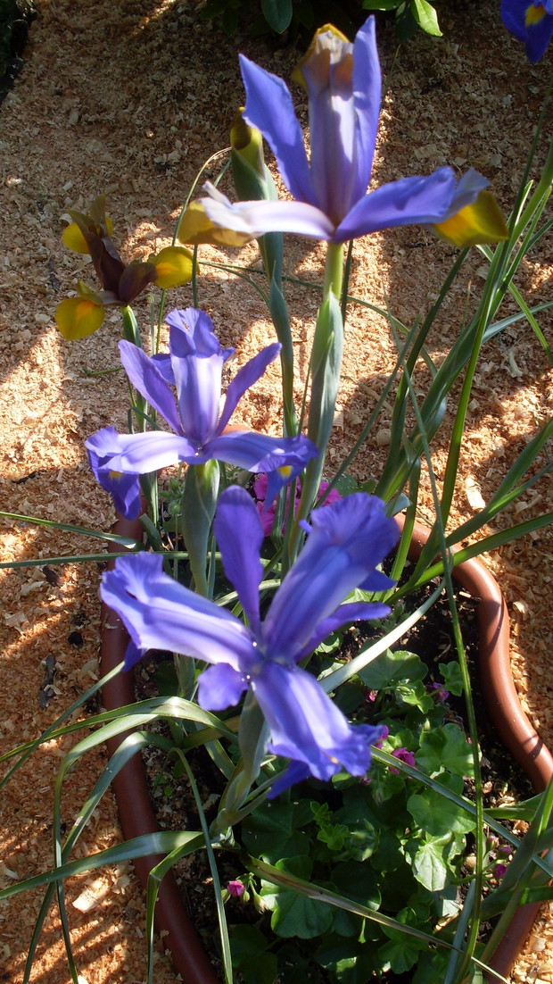 Zbliżenie na kwiaty irysów