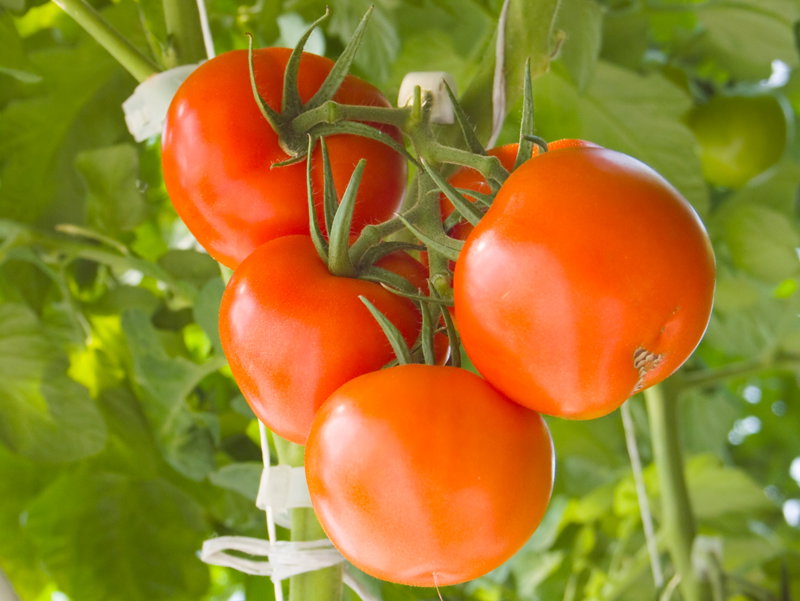 Żeby uzyskać duże owoce, trzeba usuwać dzikie pędy.