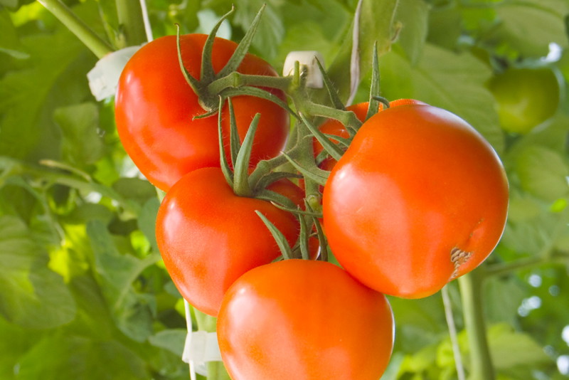 Żeby uzyskać duże owoce, trzeba usuwać dzikie pędy.