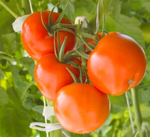 Żeby uzyskać duże owoce, trzeba usuwać dzikie pędy.