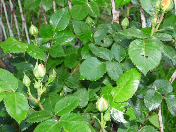 Żółta róża pnąca