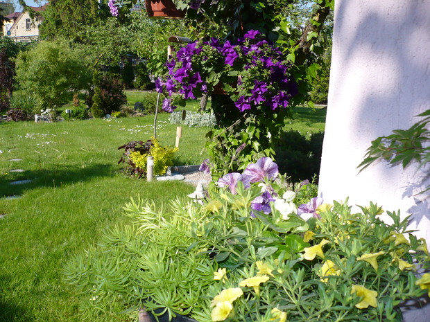 żółto- fioletowe aranżacje