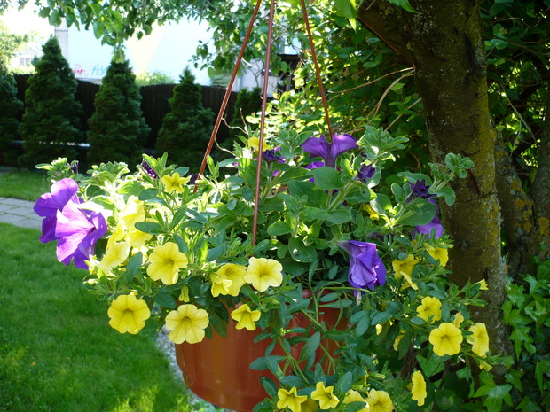 żółto- fioletowe kompozycje z surfinii