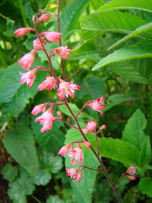 Żurawka,wśród innych roślin.