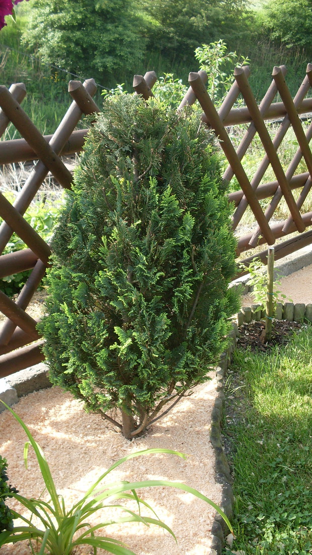 Żywotnik (łac.Thuja)