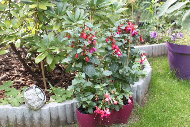 a tu kolejny akcent z fuksjami z frontu rododendronów oświetlany solarną lampką.