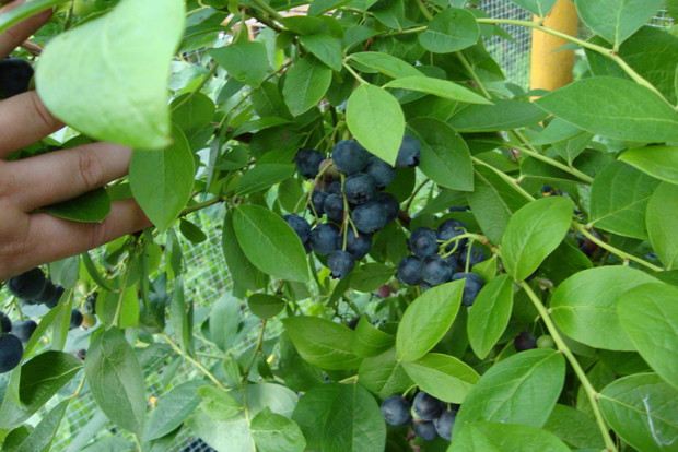 Aby borówki lepiej rosły i obficie owocowały, ich krzewy trzeba regularnie
nawadniać.