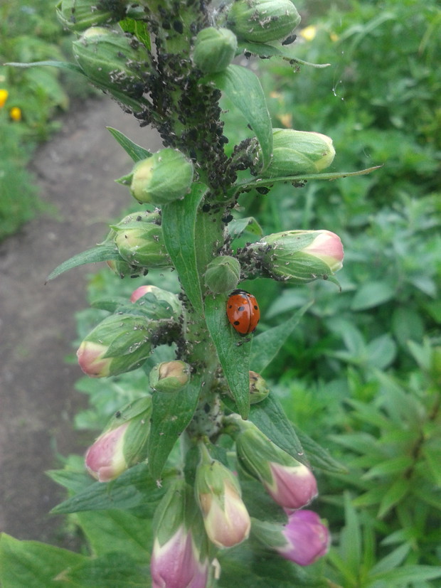 BIEDRONKA
SIEDMIOKROPKA