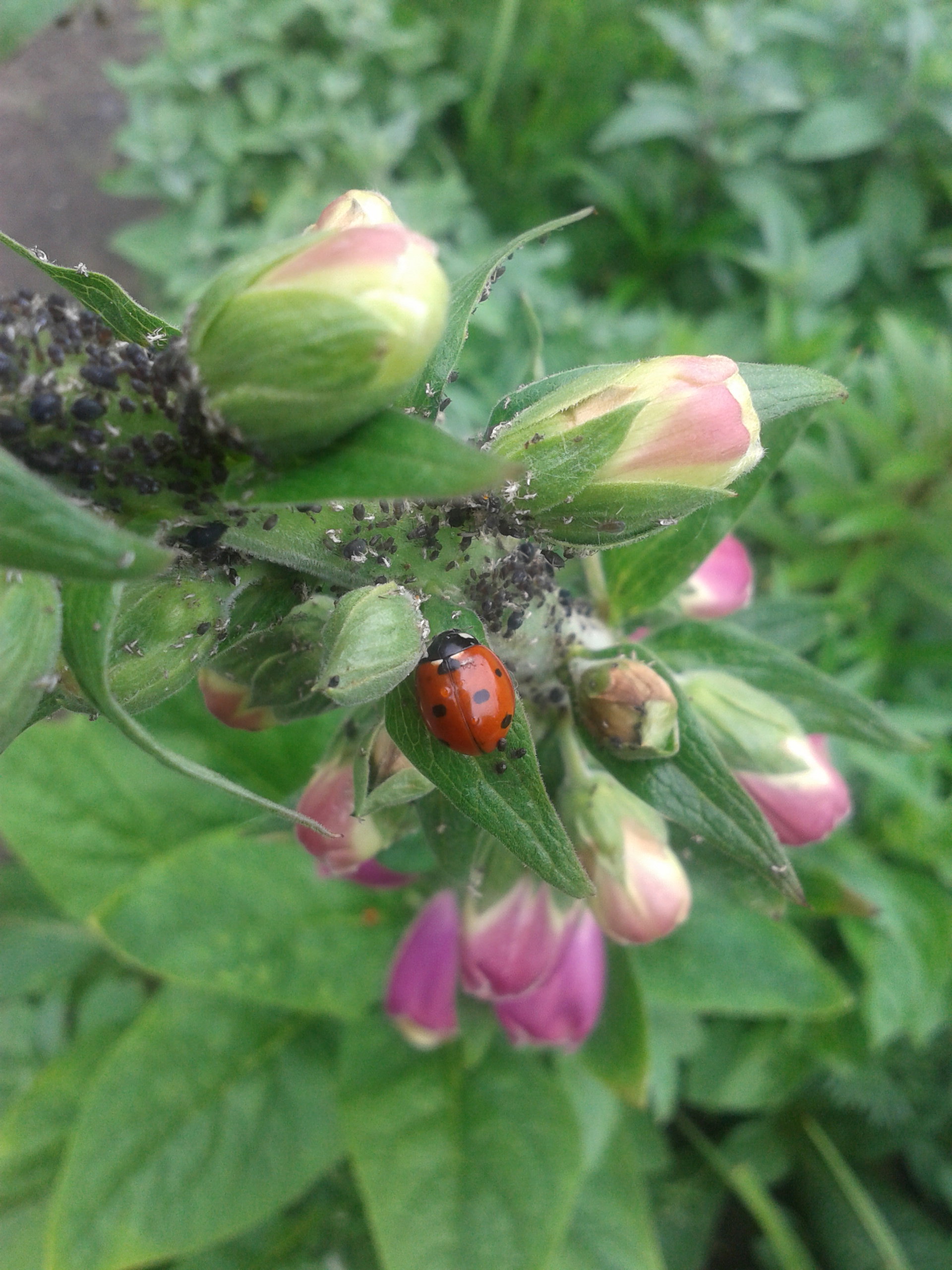 BIEDRONKA
W CZASIE OBIADU