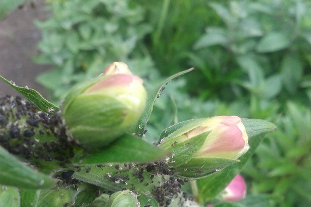 BIEDRONKA
W CZASIE OBIADU