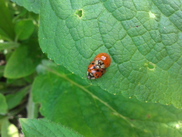 BIEDRONKI
AZJATYCKIE