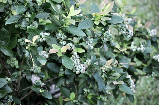 borówka amerykańska