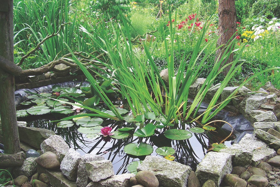 Brzeg oczka wodnego warto obłożyć kamieniami i obsypać żwirem, wówczas nie dopuścimy do wyrastania chwastów.