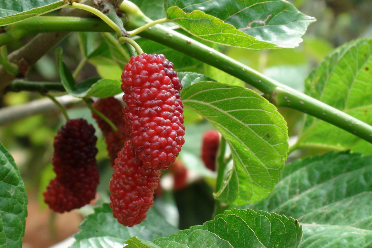 Chińczycy stosują morwę w profilaktyce nowotworowej.