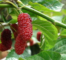 Chińczycy stosują morwę w profilaktyce nowotworowej.