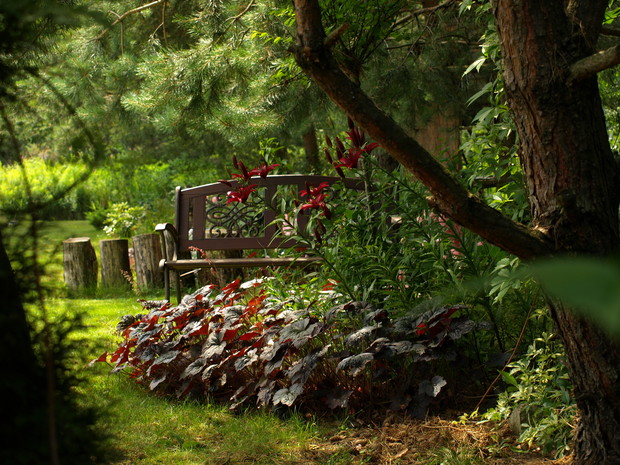 cichy kącik pod sosnami