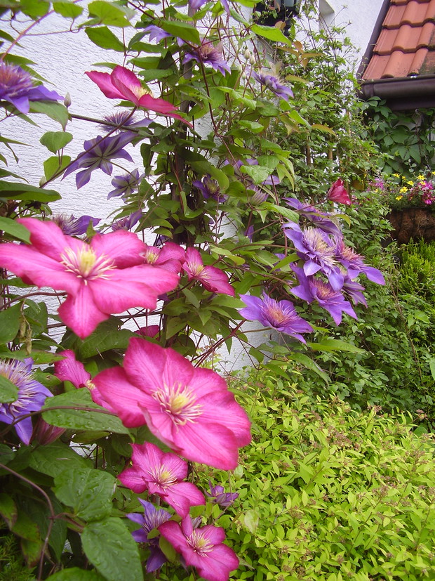 Clematis cd