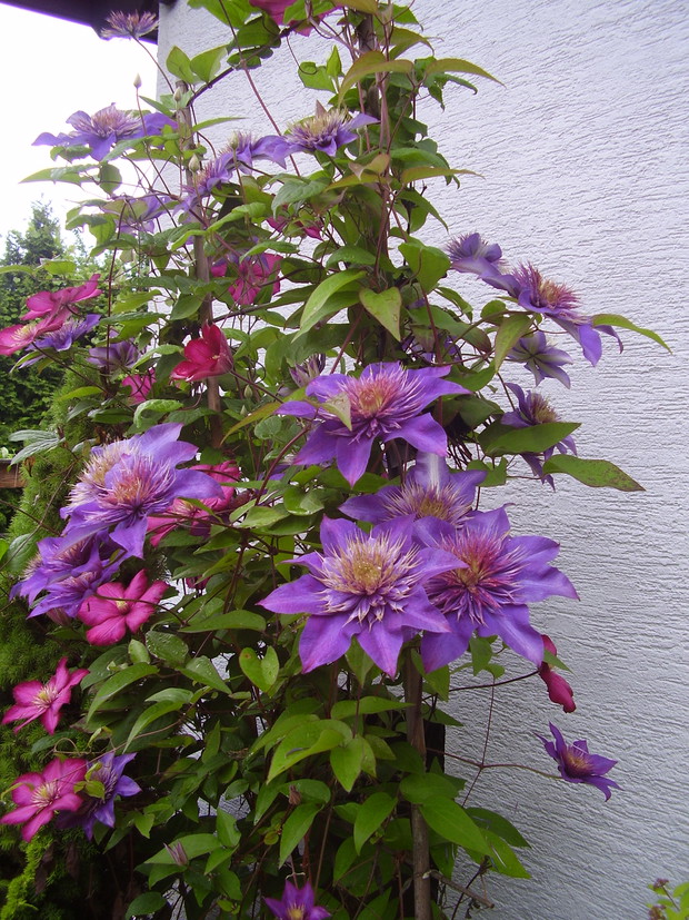 Clematis "Multi Blue"