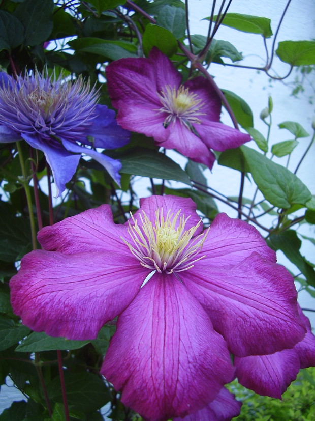 Clematis 